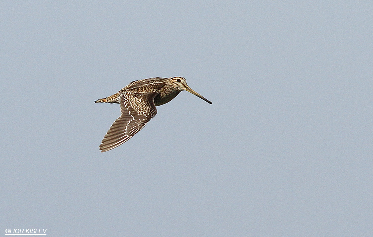 Pin-tailed Snipe  Gallinago stenura Maayan Tzvi fishponds, 15-10-13.